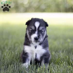 Saxon, Siberian Husky Puppy